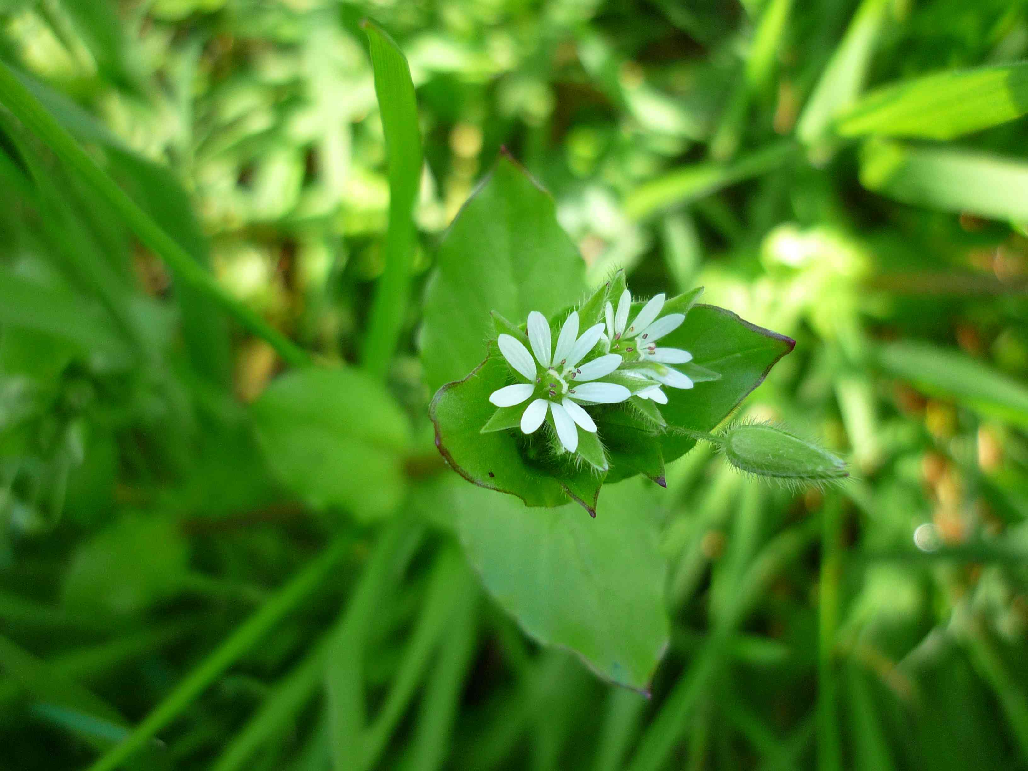 Stellaria media